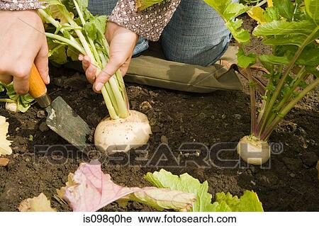 Woman digging up a swede View Large Photo Image Stock Image - Woman digging up a swede. Fotosearch