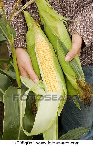 Woman holding fresh corn on the cob View Large Photo Image Stock Image - Woman holding fresh corn on the cob. Fotosearch