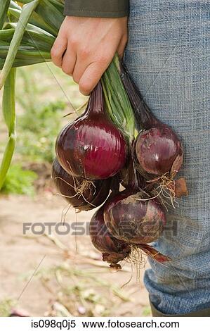Woman holding fresh red onions View Large Photo Image Stock Photography - Woman holding fresh red onions. Fotosearch