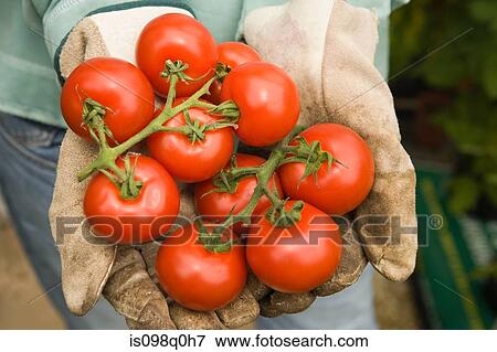 Woman holding fresh tomatoes View Large Photo Image Stock Photo - Woman holding fresh tomatoes. Fotosearch
