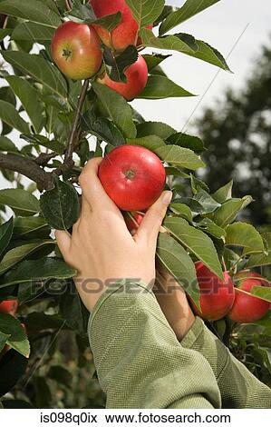 Stock Photo - Woman picking an apple. Fotosearch