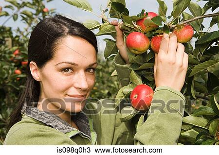 Woman picking apples View Large Photo Image Stock Image - Woman picking apples. Fotosearch