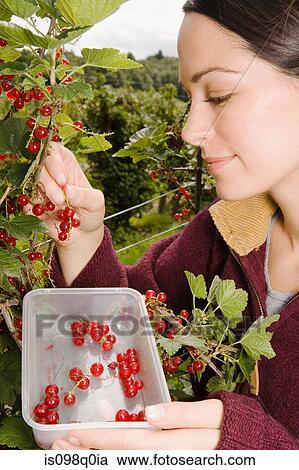 Stock Image - Woman picking redcurrants. Fotosearch