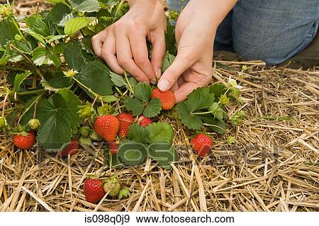 Woman picking strawberries View Large Photo Image Stock Photo - Woman picking strawberries. Fotosearch