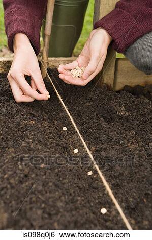 Woman planting seeds View Large Photo Image Stock Photograph - Woman planting seeds. Fotosearch