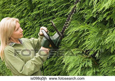 Stock Image - Woman trimming a hedge. Fotosearch