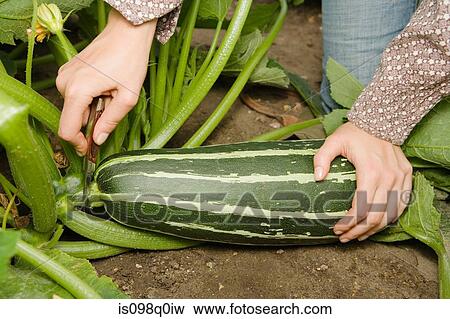Woman with a large marrow View Large Photo Image Stock Photo - Woman with a large marrow. Fotosearch