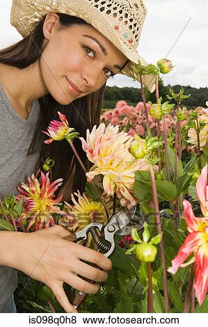Young woman cutting flowers View Large Photo Image Stock Photo - Young woman cutting flowers. Fotosearch