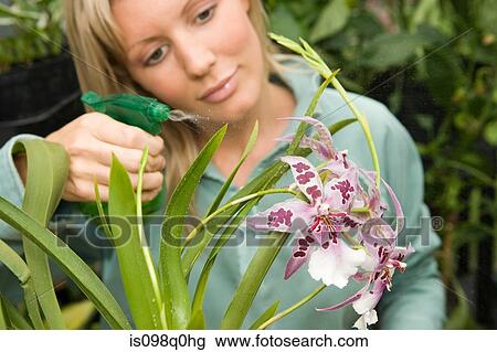 Stock Image - Young woman gardening. Fotosearch