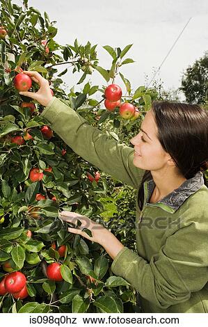 Young woman picking apples View Large Photo Image Stock Photo - Young woman picking apples. Fotosearch