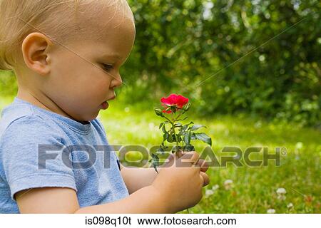 A baby boy holding flowers View Large Photo Image Stock Photograph - A baby boy holding flowers. Fotosearch