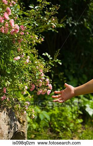 A girls hand and flowers View Large Photo Image Picture - A girls hand and flowers. Fotosearch