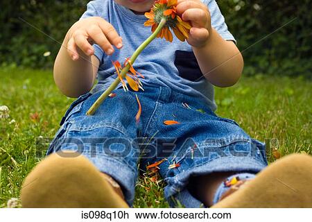 Stock Image - Baby boy picking petals off a flower. Fotosearch