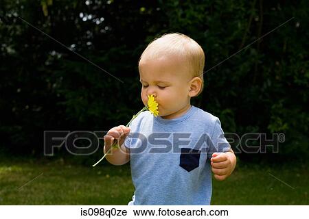 Baby boy smelling a flower View Large Photo Image Stock Image - Baby boy smelling a flower. Fotosearch