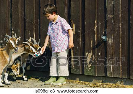 A boy feeding goats View Large Photo Image Stock Image - A boy feeding goats. Fotosearch
