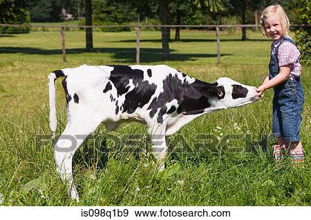 A girl feeding a calf View Large Photo Image Stock Photo - A girl feeding a calf. Fotosearch