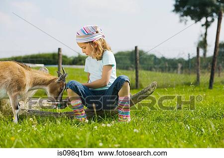 Picture - A girl feeding a goat. Fotosearch
