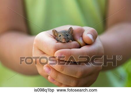 Stock Photography - A girl holding a mouse. Fotosearch
