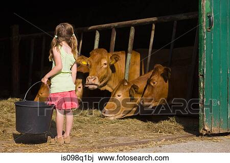 A girl in a barn with cows View Large Photo Image Stock Image - A girl in a barn with cows. Fotosearch