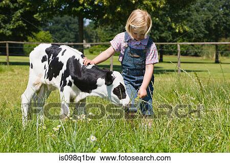 A girl stroking a calf View Large Photo Image Stock Photo - A girl stroking a calf. Fotosearch
