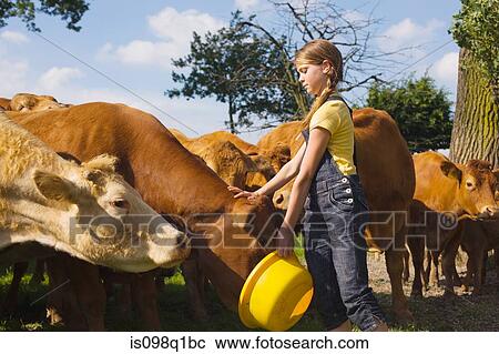 A teenage girl feeding cows View Large Photo Image Stock Image - A teenage girl feeding cows. Fotosearch