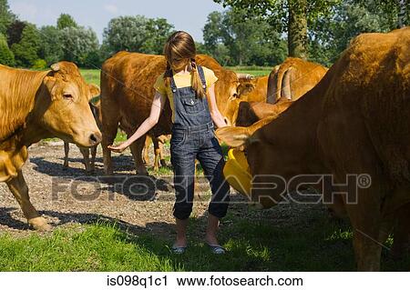 Stock Image - A teenage girl feeding cows. Fotosearch