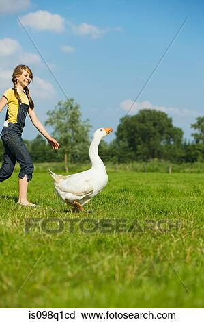 A teenage girl playing with a goose View Large Photo Image Stock Image - A teenage girl playing with a goose. Fotosearch