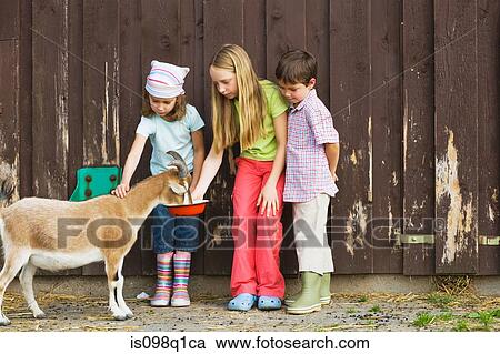 Children feeding goats View Large Photo Image Stock Image - Children feeding goats. Fotosearch