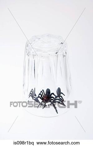 Stock Photography - A toy spider trapped under a glass. Fotosearch