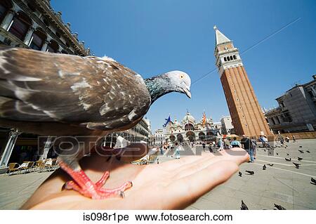 A pigeon on a persons hand in st marks square View Large Photo Image Stock Image - A pigeon on a persons hand in st marks square. Fotosearch