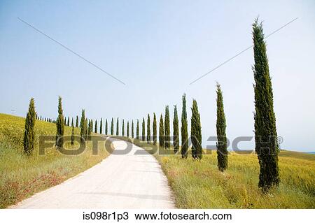 Cypress trees and a rural road in tuscany View Large Photo Image Stock Image - Cypress trees and a rural road in tuscany. Fotosearch