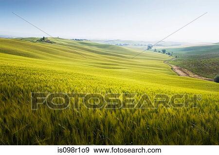 Cypress trees and a rural road in tuscany View Large Photo Image Stock Photo - Cypress trees and a rural road in tuscany. Fotosearch