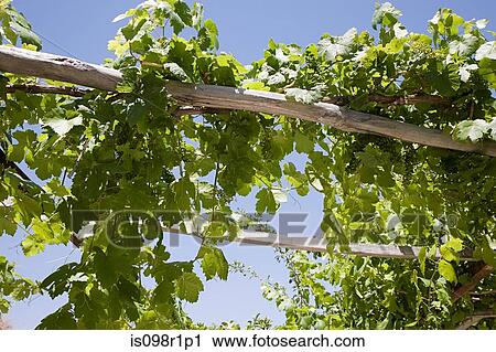 Grape vines View Large Photo Image Stock Image - Grape vines. Fotosearch
