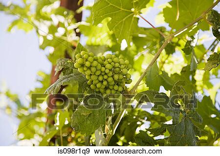 Stock Photo - Grape vines. Fotosearch