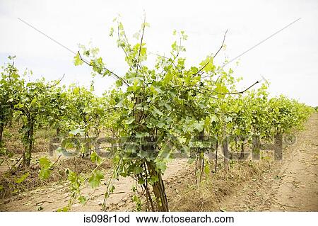 Vineyard View Large Photo Image Stock Image - Vineyard. Fotosearch