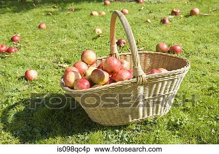 Apples in a basket View Large Photo Image Stock Photography - Apples in a basket. Fotosearch