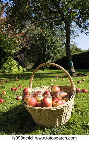 Basket of apples View Large Photo Image Stock Image - Basket of apples. Fotosearch