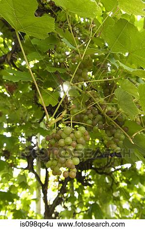 Grapes View Large Photo Image Stock Photograph - Grapes. Fotosearch