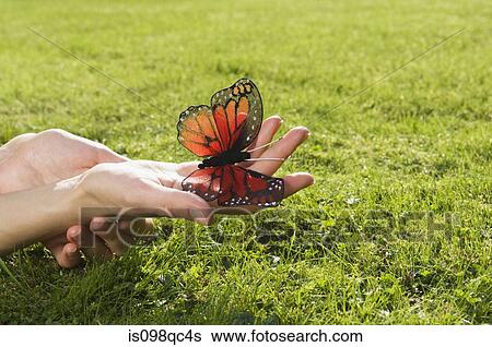 Person holding butterfly View Large Photo Image Stock Photograph - Person holding butterfly. Fotosearch