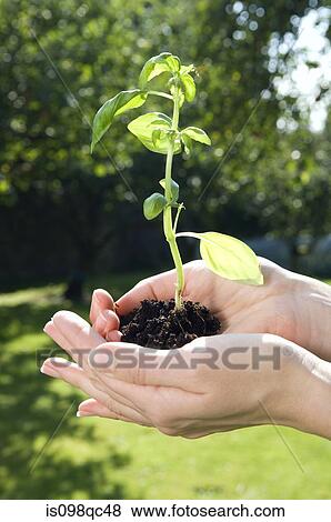 Person holding plant View Large Photo Image Stock Photo - Person holding plant. Fotosearch