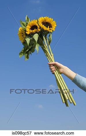 Person holding sunflowers View Large Photo Image Stock Photo - Person holding sunflowers. Fotosearch