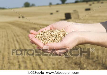 Person holding wheat grains View Large Photo Image Stock Image - Person holding wheat grains. Fotosearch