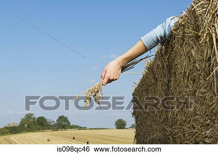 Person in field with wheat View Large Photo Image Stock Photograph - Person in field with wheat. Fotosearch