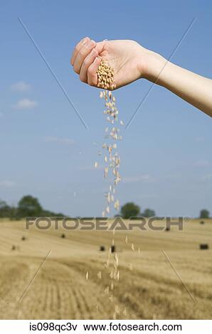 Person spilling grains of wheat View Large Photo Image Stock Photo - Person spilling grains of wheat. Fotosearch
