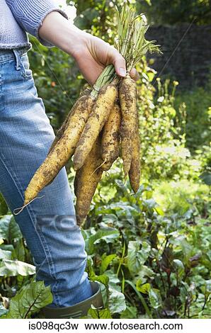 Woman holding carrots View Large Photo Image Stock Photo - Woman holding carrots. Fotosearch