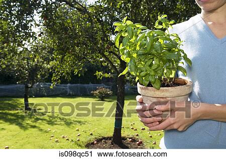 Woman holding plant View Large Photo Image Stock Image - Woman holding plant. Fotosearch