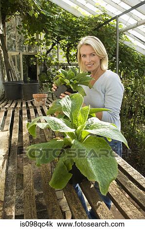 Stock Image - Woman in greenhouse with plants. Fotosearch
