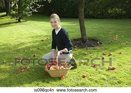 Woman with basket of apples View Large Photo Image Picture - Woman with basket of apples. Fotosearch