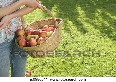 Woman with basket of apples View Large Photo Image Stock Image - Woman with basket of apples. Fotosearch