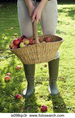 Woman with basket of apples View Large Photo Image Stock Photography - Woman with basket of apples. Fotosearch